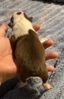 Athena , a female Boston Terrier for sale in Camden, AR – 4 of 5