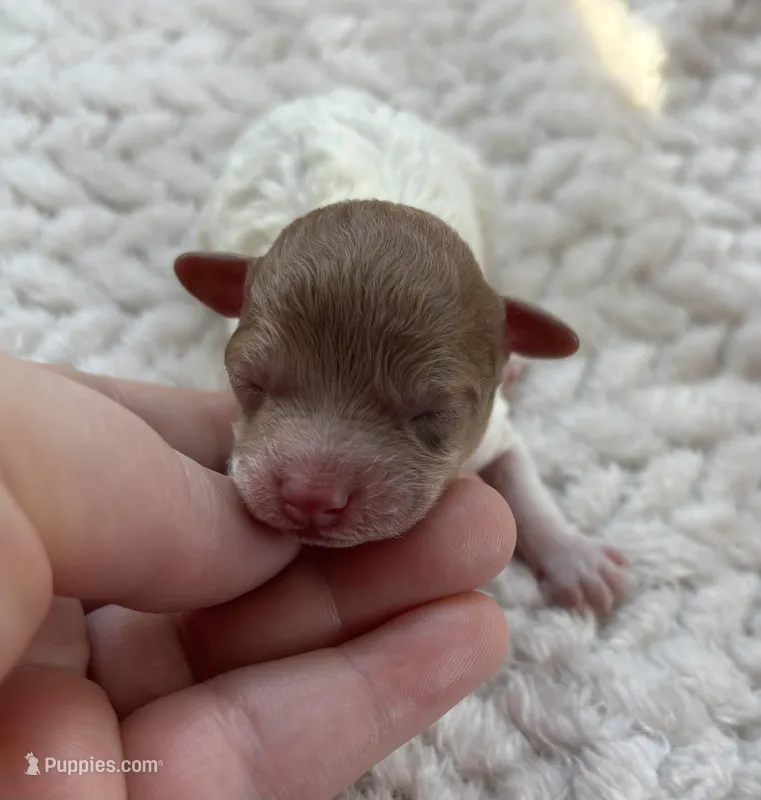 Skittles, a female Poodle - Toy  for sale in Camden, AR – Photo 1 of 6