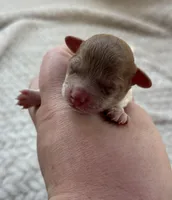Skittles, a female Poodle - Toy  for sale in Camden, AR – Photo 3 of 6