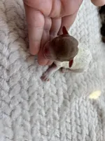 Skittles, a female Poodle - Toy  for sale in Camden, AR – Photo 5 of 6