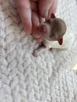 Skittles, a female Poodle - Toy  for sale in Camden, AR – Photo 4 of 6