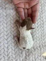 Skittles, a female Poodle - Toy  for sale in Camden, AR – Photo 6 of 6