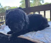 Mabeline (akc), a female Poodle - Toy  for sale in Camden, AR – 2 of 3