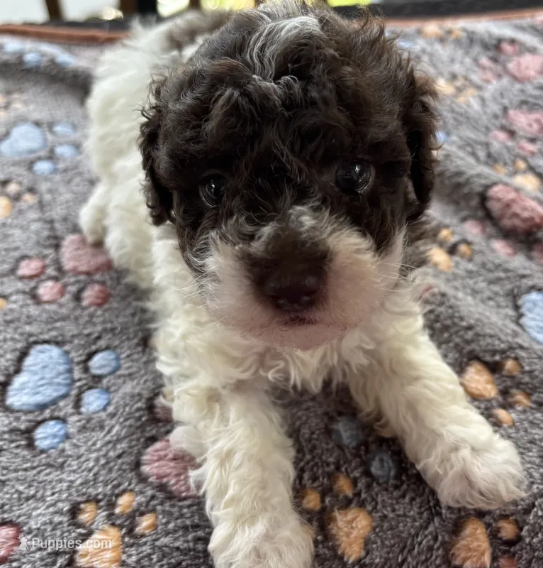 Titan (chocolate parti) – Poodle - Toy  puppy for sale in Camden, AR