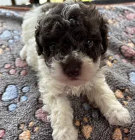 Titan (chocolate parti), a male Poodle - Toy  for sale in Camden, AR – 1 of 7