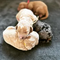 processed/4d564ac1-c12f-40ad-8841-0eb372d74205/facility/532dc328-79e3-4e7d-9519-0786fefa9f9b