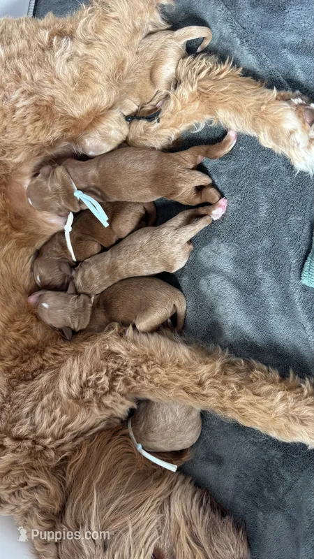 Juno puppy – Miniature Goldendoodle puppy for sale in Madras, OR