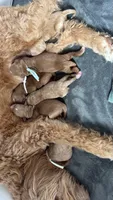 Juno puppy, a female Miniature Goldendoodle for sale in Madras, OR – 1 of 1