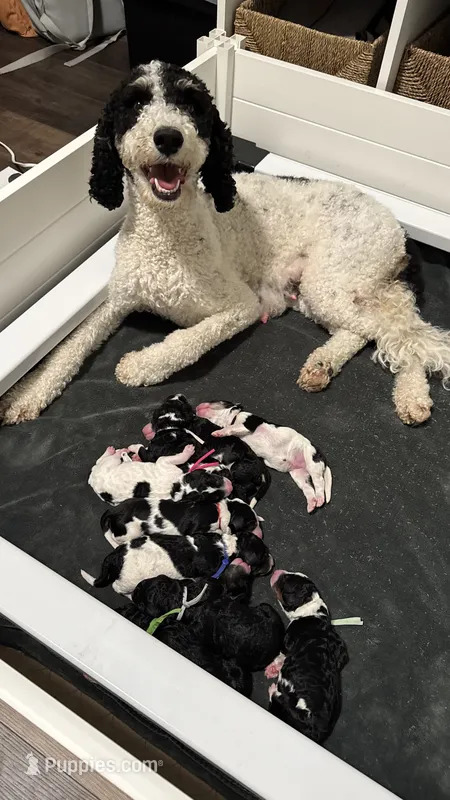 Remi's puppies – Bernedoodle puppy for sale in Madras, OR