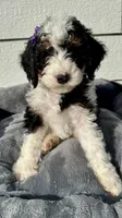 Remi's puppy, a male Bernedoodle for sale in Madras, OR – 1 of 1