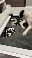 Remi's puppies, a male Bernedoodle for sale in Madras, OR – 2 of 2