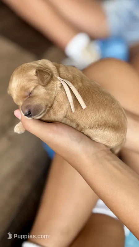 Juno puppy – Miniature Goldendoodle puppy for sale in Madras, OR