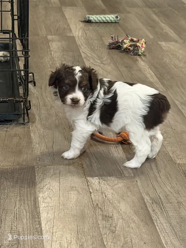 Female red tri – Miniature Australian Shepherd puppy for sale in Yelm, WA
