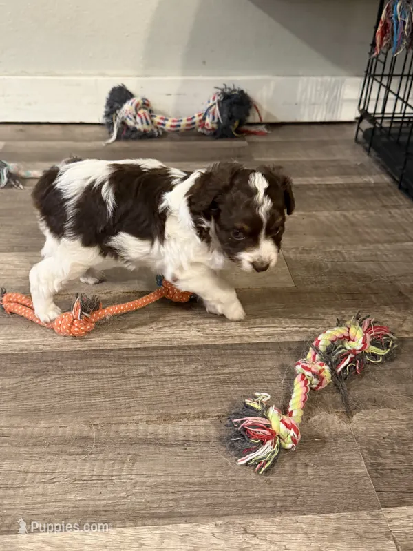 Female red tri – Miniature Australian Shepherd puppy for sale in Yelm, WA