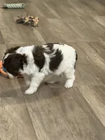 Female red tri, a female Miniature Australian Shepherd for sale in Yelm, WA – 2 of 6