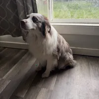 3/4 male. READY TO GO!!!, a male Miniature Australian Shepherd for sale in Yelm, WA – Photo 7 of 10