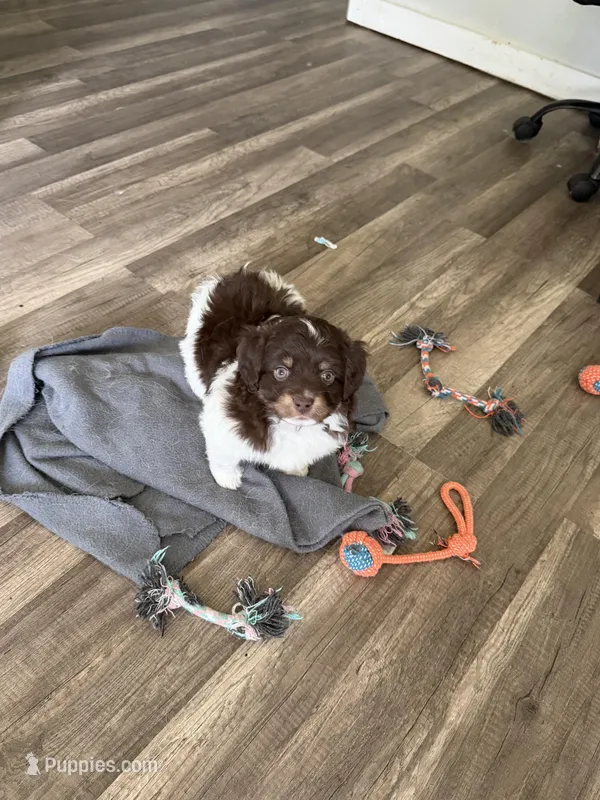 3/4 male. READY TO GO!!! – Miniature Australian Shepherd puppy for sale in Yelm, WA