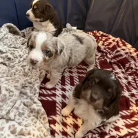3/4 male. READY TO GO!!!, a male Miniature Australian Shepherd for sale in Yelm, WA – Photo 5 of 10