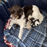 3/4 male. READY TO GO!!!, a male Miniature Australian Shepherd for sale in Yelm, WA – Photo 8 of 10