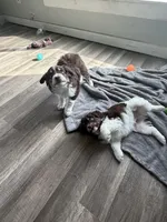 3/4 male. READY TO GO!!!, a male Miniature Australian Shepherd for sale in Yelm, WA – Photo 10 of 10