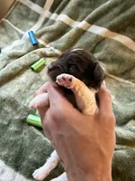 processed/4d566b5b-250c-4fb1-8caf-03b0403eb774/listing/3479a00c-ca9f-4ff0-9efa-a9c98089320d/a5557550-035f-44c2-b908-5c1842106a62