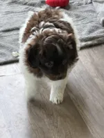 3/4 male. READY TO GO!!!, a male Miniature Australian Shepherd for sale in Yelm, WA – Photo 3 of 10