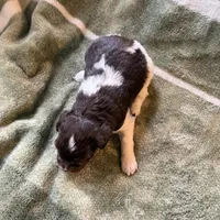 3/4 male. READY TO GO!!!, a male Miniature Australian Shepherd for sale in Yelm, WA – Photo 4 of 10