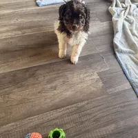 3/4 male. READY TO GO!!!, a male Miniature Australian Shepherd for sale in Yelm, WA – Photo 2 of 10