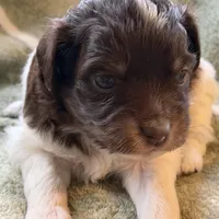 3/4 male. READY TO GO!!!, a male Miniature Australian Shepherd for sale in Yelm, WA – Photo 6 of 10