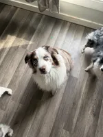 2/4 female, a female Miniature Australian Shepherd for sale in Yelm, WA – Photo 7 of 8