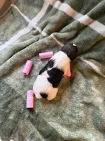 2/4 female, a female Miniature Australian Shepherd for sale in Yelm, WA – Photo 6 of 8