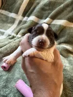 2/4 female, a female Miniature Australian Shepherd for sale in Yelm, WA – Photo 1 of 8