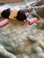 2/4 female, a female Miniature Australian Shepherd for sale in Yelm, WA – Photo 3 of 8