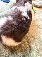 2/4 female, a female Miniature Australian Shepherd for sale in Yelm, WA – Photo 5 of 8