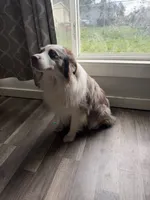 2/4 female, a female Miniature Australian Shepherd for sale in Yelm, WA – Photo 8 of 8