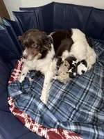 2/4 female, a female Miniature Australian Shepherd for sale in Yelm, WA – Photo 4 of 8