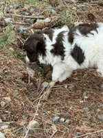 RED TRI MINI , a female Miniature Australian Shepherd for sale in Yelm, WA – 5 of 7