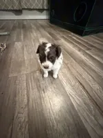 Female red tri, a female Miniature Australian Shepherd for sale in Yelm, WA – 4 of 6