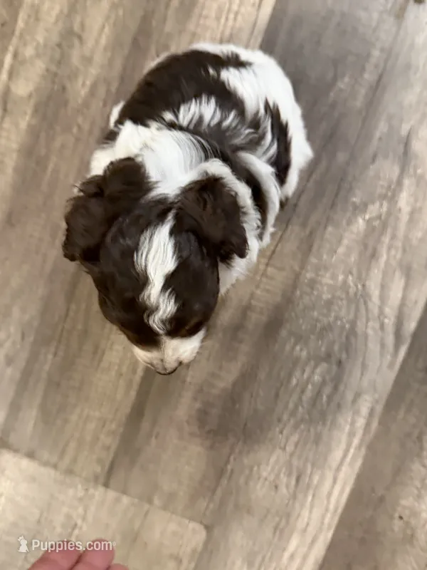 Female red tri – Miniature Australian Shepherd puppy for sale in Yelm, WA