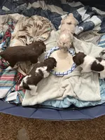 1/4 female, a female Miniature Australian Shepherd for sale in Yelm, WA – Photo 2 of 10