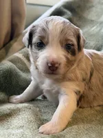 1/4 female, a female Miniature Australian Shepherd for sale in Yelm, WA – Photo 7 of 10