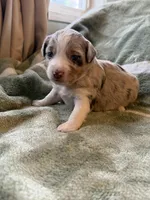 1/4 female, a female Miniature Australian Shepherd for sale in Yelm, WA – Photo 6 of 10