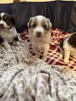 1/4 female, a female Miniature Australian Shepherd for sale in Yelm, WA – Photo 1 of 10