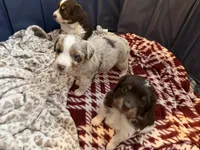 1/4 female, a female Miniature Australian Shepherd for sale in Yelm, WA – Photo 5 of 10