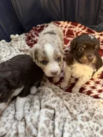 1/4 female, a female Miniature Australian Shepherd for sale in Yelm, WA – Photo 4 of 10