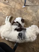 RED TRI MINI , a female Miniature Australian Shepherd for sale in Yelm, WA – 7 of 7