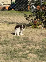RED TRI MINI , a female Miniature Australian Shepherd for sale in Yelm, WA – 6 of 7