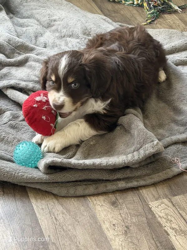 4/4 male READY TO GO!!! – Miniature Australian Shepherd puppy for sale in Yelm, WA