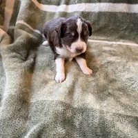 4/4 male READY TO GO!!!, a male Miniature Australian Shepherd for sale in Yelm, WA – Photo 7 of 10