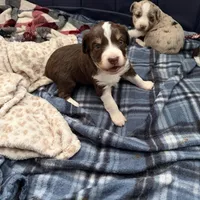 4/4 male READY TO GO!!!, a male Miniature Australian Shepherd for sale in Yelm, WA – Photo 4 of 10